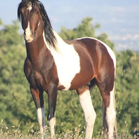 Haras Du Chene Çiftlik konaklama