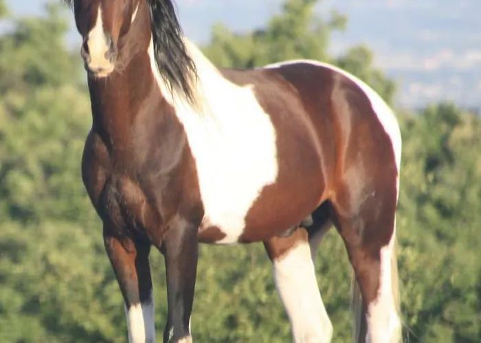 Haras Du Chene Vakantieboerderij